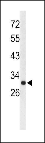 AFMID Antibody