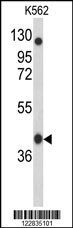 APOBEC3F Antibody