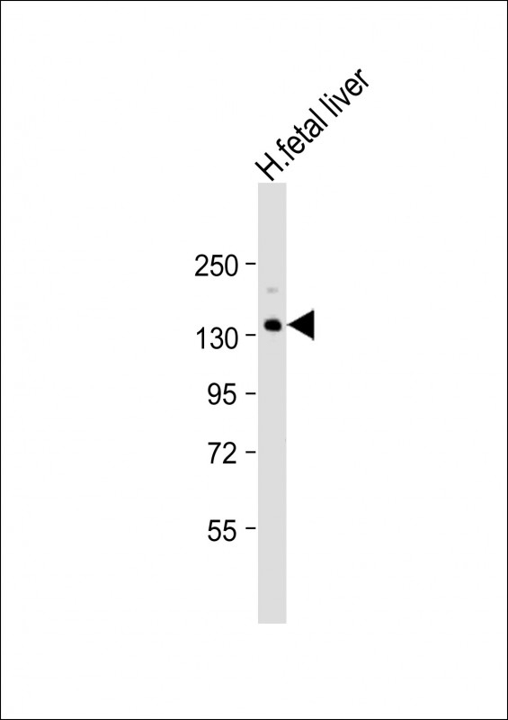 XDH Antibody
