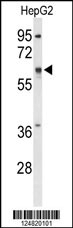 ATLA2 Antibody