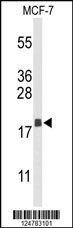 AGR3 Antibody