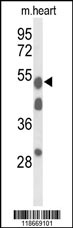 A1BG Antibody