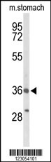 BRS3 Antibody