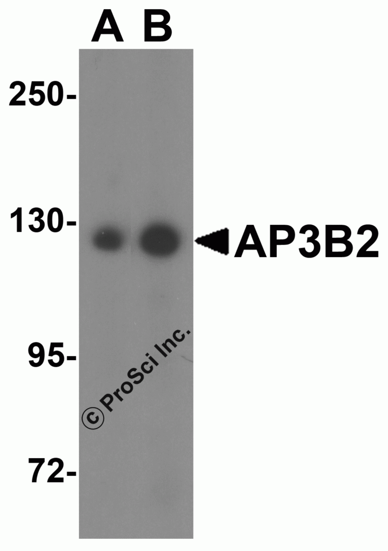 AP3B2 Peptide