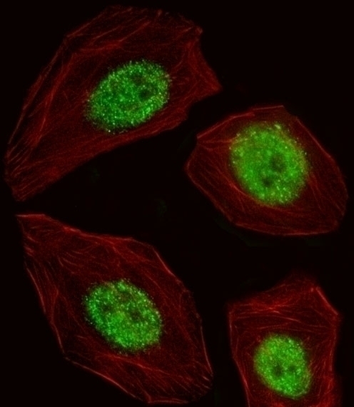 BLZF1 Antibody