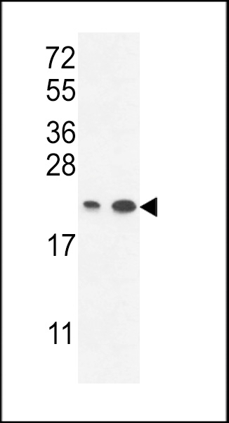 ABHEB Antibody