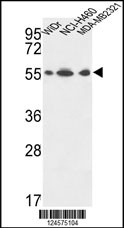 ATP5A1 Antibody