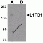 Western blot analysis of L1TD1 in Jurkat cell lysate with L1TD1 antibody at 1 μg/mL in (A) the absence and (B) the presence of blocking peptide.