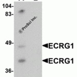 Western blot analysis of ECRG1 in mouse liver tissue lysate with ECRG1 antibody at 1 μg/mL in (A) the absence and (B) the presence of blocking peptide.