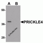 Western blot analysis of PRICKLE4 in A549 cell lysate with PRICKLE4 antibody at 0.25 µg/ml in the (A) absence and (B) presence of blocking peptide.