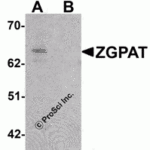 Western blot analysis of ZGPAT in SK-N-SH cell lysate with ZGPAT antibody at 1 μg/mL in (A) the absence and (B) the presence of blocking peptide.