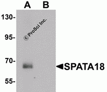 SPATA18 Peptide