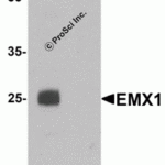 Western blot analysis of EMX1 in rat liver tissue lysate with EMX1 antibody at 1 μg/mL in (A) the absence and (B) the presence of blocking peptide.