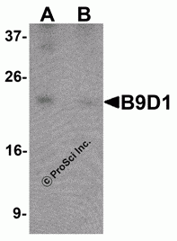 B9D1 Peptide