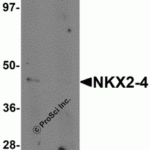 Western blot analysis of NKX2-4 in A20 cell lysate with NKX2-4 antibody at 1 μg/mL in (A) the absence and (B) the presence of blocking peptide.