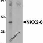 Western blot analysis of NKX2-6 in mouse spleen tissue lysate with NKX2-6 antibody at 1 μg/mL in (A) the absence and (B) the presence of blocking peptide.