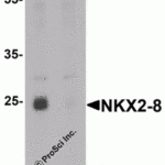 Western blot analysis of NKX2-8 in rat liver tissue lysate with NKX2-8 antibody at 1 μg/mL in (A) the absence and (B) the presence of blocking peptide