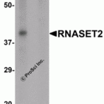 Western blot analysis of RNASET2 in SW480 cell lysate with RNASET2 antibody at 1 μg/mL in (A) the absence and (B) the presence of blocking peptide.
