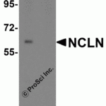 Western blot analysis of NCLN in mouse heart tissue lysate with NCLN antibody at 0.5 μg/mL in (A) the absence and (B) the presence of blocking peptide.