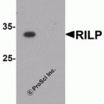 Western blot analysis of RILP in HeLa cell lysate with RILP antibody at 1 μg/mL in (A) the absence and (B) the presence of blocking peptide.