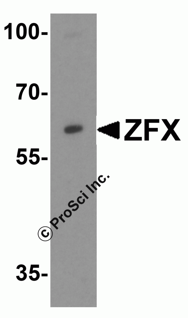ZFX Peptide