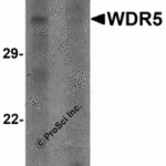 Western blot analysis of WDR5 in 293 cell lysate with WDR5 antibody at 1 μg/ml in (A) the absence and (B) the presence of blocking peptide.