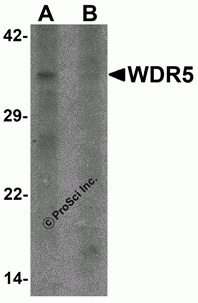 WDR5 Peptide