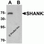 Western blot analysis of SHANK3 in 3T3 cell lysate with SHANK3 antibody at 1 μg/ml in (A) the absence and (B) the presence of blocking peptide.