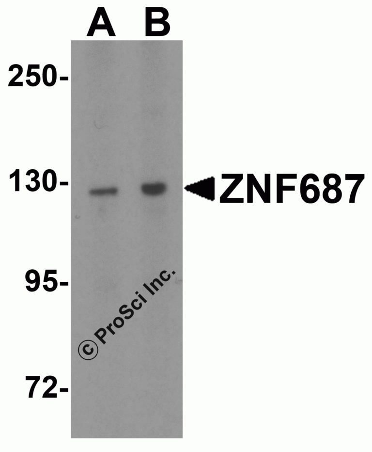 ZNF687 Peptide