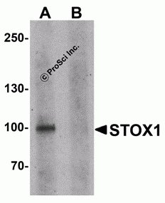 STOX1 Peptide