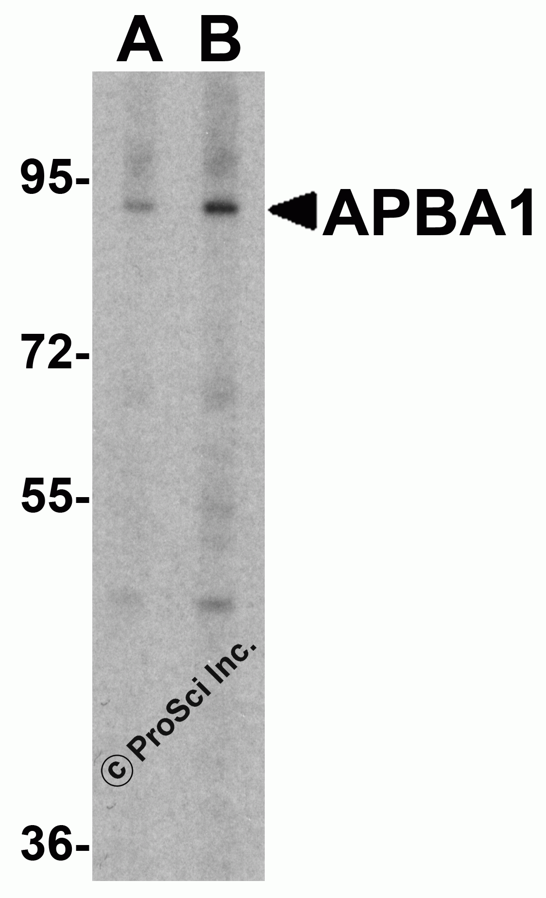APBA1 Peptide