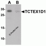 Western blot analysis of TCTEX1D1 in K562 cell lysate with TCTEX1D1 antibody at 1 μg/mL in (A) the absence and (B) the presence of blocking peptide.
