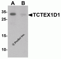 TCTEX1D1 Peptide