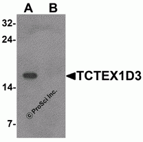 TCTEX1D3 Peptide
