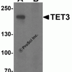 Western blot analysis of TET3 in SK-N-SH cell lysate with TET3 antibody at 1 μg/ml in (A) the absence and (B) the presence of blocking peptide.
