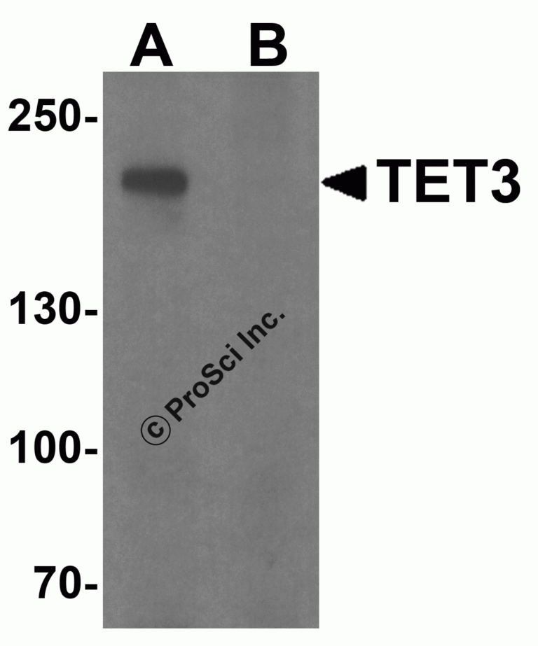 TET3 Peptide