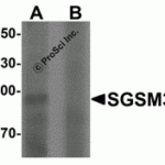 Western blot analysis of SGSM3 in 293 cell lysate with SGSM3 antibody at 1 μg/mL in (A) the absence and (B) the presence of blocking peptide.