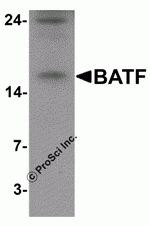 BATF Peptide