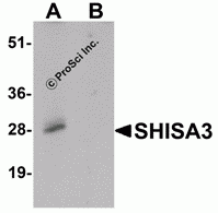 SHISA3 Peptide