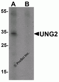 UNG2 Peptide