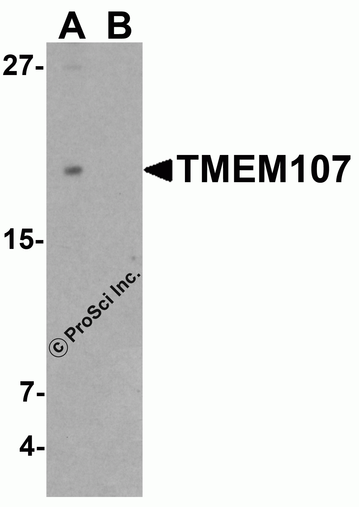 TMEM107 Peptide