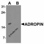 Western blot analysis of ADROPIN in human brain tissue lysate with ADROPIN antibody at 2 μg/ml in (A) the absence and (B) the presence of blocking peptide.