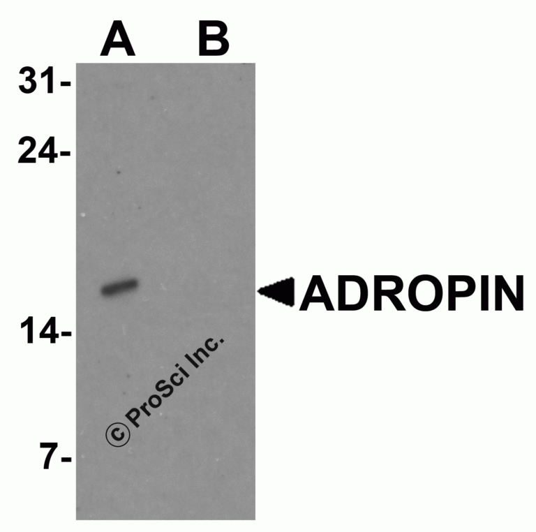 ADROPIN Peptide