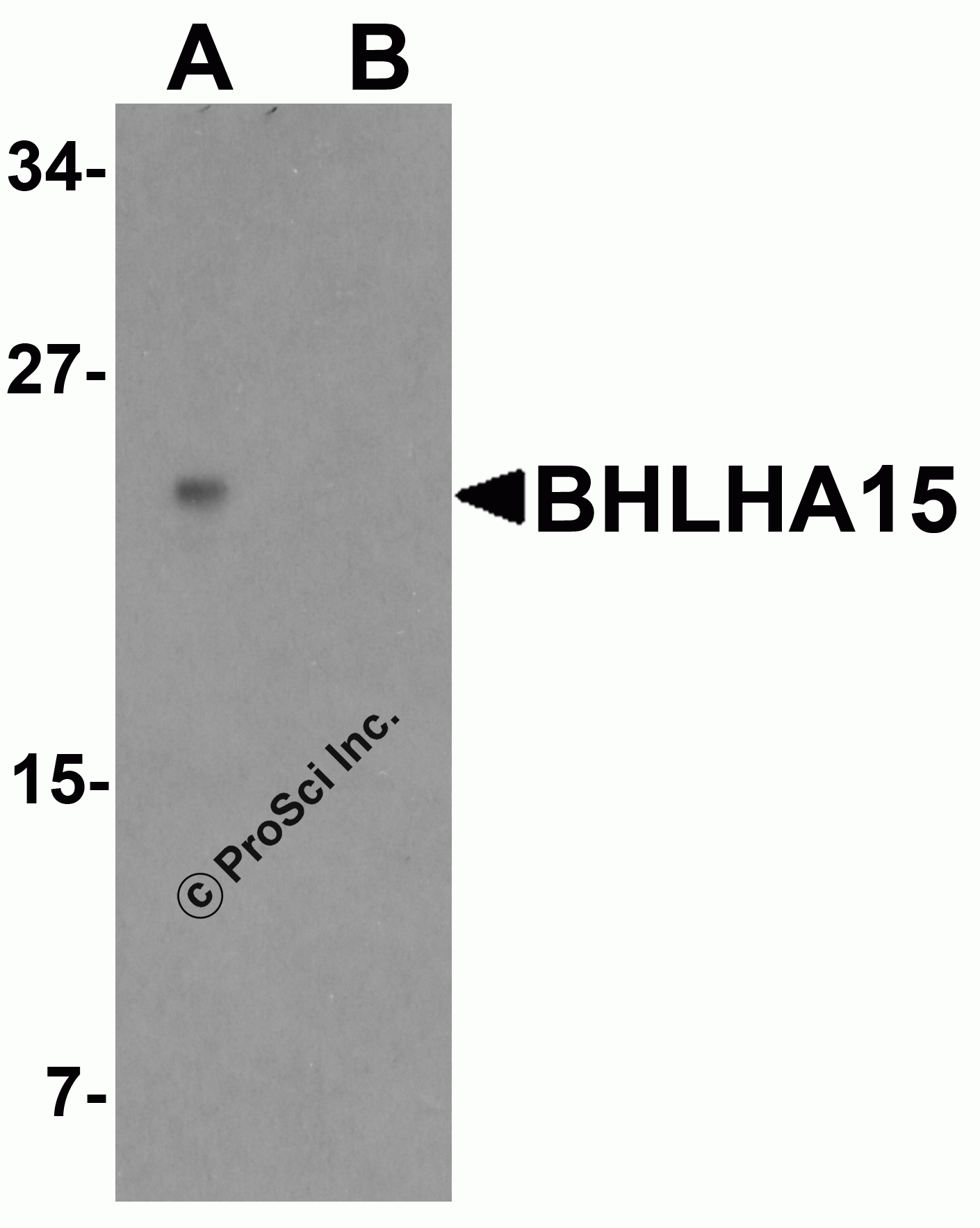 BHLHA15 Peptide
