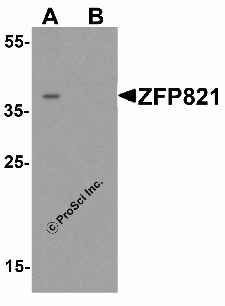 ZNF821 Peptide