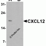 Western blot analysis of CXCL12 in HeLa cell lysate with CXCL12 antibody at 1 μg/ml in (A) the absence and (B) the presence of blocking peptide.