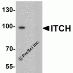 Western blot analysis of ITCH in 3T3 cell lysate with ITCH antibody at 1 μg/ml in (A) the absence and (B) the presence of blocking peptide.