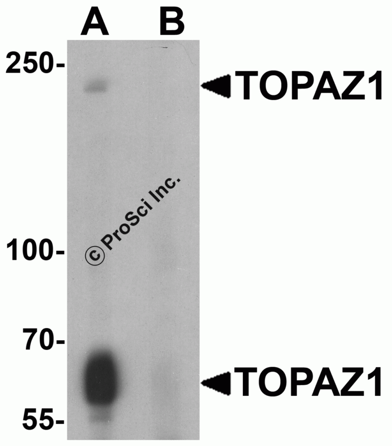 TOPAZ1 Peptide