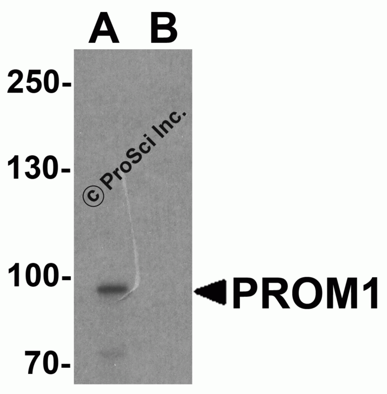 PROM1 Peptide