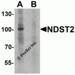 Western blot analysis of NDST2 in A-20 cell lysate with NDST2 antibody at 1 μg/ml in (A) the absence and (B) the presence of blocking peptide.